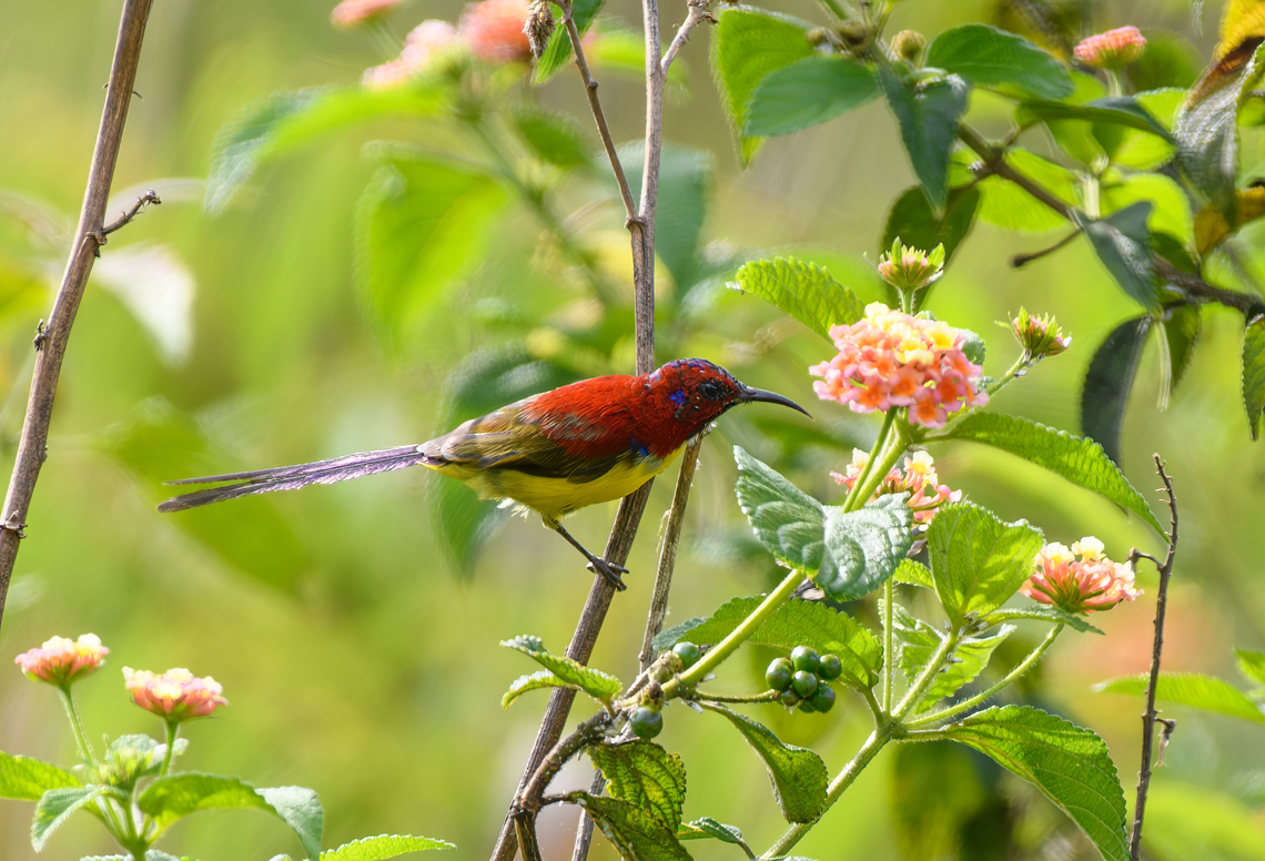 Mrs Gould's Sunbird, L&acirc;m Đồng, Vietnam <figure class="photo"><a href="https://www.jungledragon.com/image/171651/mrs_goulds_sunbird_lm_ng_vietnam.html" title="Mrs Gould's Sunbird, L&acirc;m Đồng, Vietnam"><img src="https://s3.amazonaws.com/media.jungledragon.com/images/2/171651_thumb.jpg?AWSAccessKeyId=05GMT0V3GWVNE7GGM1R2&Expires=1770854410&Signature=7q8D7DbePl4F4iYvYHqDCona3js%3D" width="200" height="140" alt="Mrs Gould's Sunbird, L&acirc;m Đồng, Vietnam https://www.jungledragon.com/image/171650/mrs_goulds_sunbird_lm_ng_vietnam.html Aethopyga gouldiae,Asia,Geotagged,L&acirc;m Đồng,Mrs. Gould's sunbird,Spring,Vietnam,Vietnam 2025" /></a></figure> Aethopyga gouldiae,Asia,Geotagged,L&acirc;m Đồng,Mrs goulds sunbird,Spring,Vietnam,Vietnam 2025