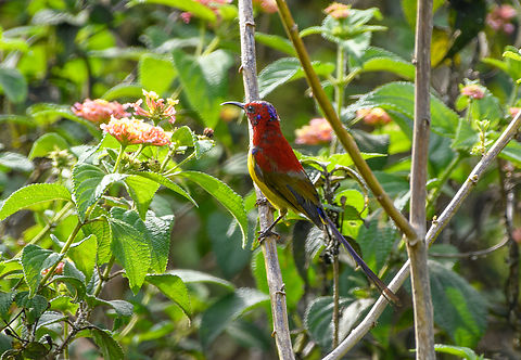 Mrs Gould's Sunbird, L&acirc;m Đồng, Vietnam https://www.jungledragon.com/image/171650/mrs_goulds_sunbird_lm_ng_vietnam.html Aethopyga gouldiae,Asia,Geotagged,L&acirc;m Đồng,Mrs. Gould's sunbird,Spring,Vietnam,Vietnam 2025