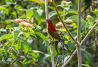 Mrs Gould's Sunbird, Lâm Đồng, Vietnam https://www.jungledragon.com/image/171650/mrs_goulds_sunbird_lm_ng_vietnam.html Aethopyga gouldiae,Asia,Geotagged,Lâm Đồng,Mrs. Gould's sunbird,Spring,Vietnam,Vietnam 2025