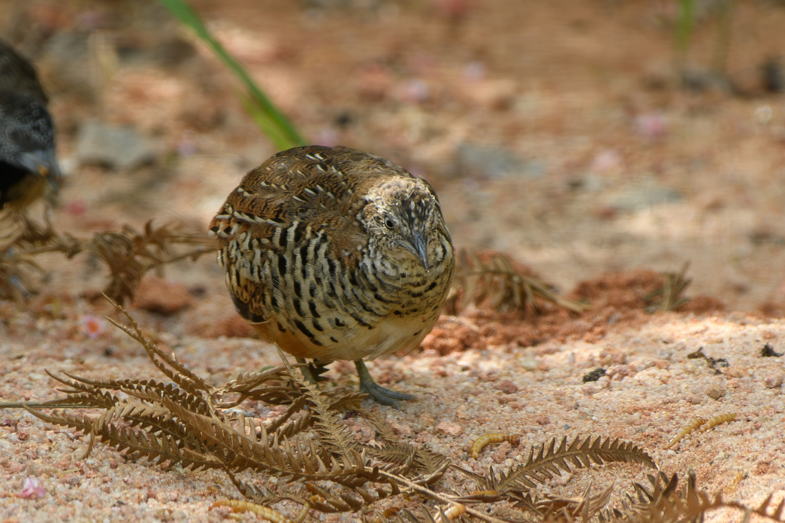 Barred Buttonquail, L&acirc;m Đồng, Vietnam <figure class="photo"><a href="https://www.jungledragon.com/image/171653/barred_buttonquail_lm_ng_vietnam.html" title="Barred Buttonquail, L&acirc;m Đồng, Vietnam"><img src="https://s3.amazonaws.com/media.jungledragon.com/images/2/171653_thumb.jpg?AWSAccessKeyId=05GMT0V3GWVNE7GGM1R2&Expires=1770854410&Signature=cH%2FqCPXw83nvsnJw6IwbBTBxBtc%3D" width="200" height="152" alt="Barred Buttonquail, L&acirc;m Đồng, Vietnam https://www.jungledragon.com/image/171652/barred_buttonquail_lm_ng_vietnam.html Asia,Barred buttonquail,Geotagged,L&acirc;m Đồng,Spring,Turnix suscitator,Vietnam,Vietnam 2025" /></a></figure> Asia,Barred Buttonquail,Geotagged,L&acirc;m Đồng,Spring,Turnix suscitator,Vietnam,Vietnam 2025