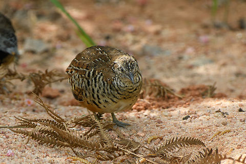 Barred Buttonquail, Lâm Đồng, Vietnam https://www.jungledragon.com/image/171653/barred_buttonquail_lm_ng_vietnam.html Asia,Barred Buttonquail,Geotagged,Lâm Đồng,Spring,Turnix suscitator,Vietnam,Vietnam 2025