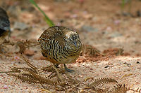Barred Buttonquail, Lâm Đồng, Vietnam https://www.jungledragon.com/image/171653/barred_buttonquail_lm_ng_vietnam.html Asia,Barred Buttonquail,Geotagged,Lâm Đồng,Spring,Turnix suscitator,Vietnam,Vietnam 2025