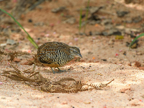 Barred Buttonquail, L&acirc;m Đồng, Vietnam https://www.jungledragon.com/image/171652/barred_buttonquail_lm_ng_vietnam.html Asia,Barred buttonquail,Geotagged,L&acirc;m Đồng,Spring,Turnix suscitator,Vietnam,Vietnam 2025