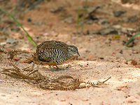 Barred Buttonquail, Lâm Đồng, Vietnam https://www.jungledragon.com/image/171652/barred_buttonquail_lm_ng_vietnam.html Asia,Barred buttonquail,Geotagged,Lâm Đồng,Spring,Turnix suscitator,Vietnam,Vietnam 2025