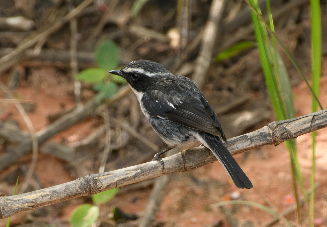 Grey Bushchat, L&acirc;m Đồng, Vietnam <figure class="photo"><a href="https://www.jungledragon.com/image/171655/grey_bushchat_lm_ng_vietnam.html" title="Grey Bushchat, L&acirc;m Đồng, Vietnam"><img src="https://s3.amazonaws.com/media.jungledragon.com/images/2/171655_thumb.jpg?AWSAccessKeyId=05GMT0V3GWVNE7GGM1R2&Expires=1770854410&Signature=WYQUZPhL3veXDcbVdS551O05f3w%3D" width="200" height="134" alt="Grey Bushchat, L&acirc;m Đồng, Vietnam The male.<br />
https://www.jungledragon.com/image/171654/grey_bushchat_lm_ng_vietnam.html Asia,Geotagged,Grey bush chat,L&acirc;m Đồng,Saxicola ferreus,Spring,Vietnam,Vietnam 2025" /></a></figure> Asia,Geotagged,Grey Bushchat,L&acirc;m Đồng,Saxicola ferreus,Spring,Vietnam,Vietnam 2025