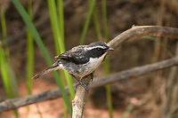Grey Bushchat, L&acirc;m Đồng, Vietnam The male.<br />
https://www.jungledragon.com/image/171654/grey_bushchat_lm_ng_vietnam.html Asia,Geotagged,Grey bush chat,L&acirc;m Đồng,Saxicola ferreus,Spring,Vietnam,Vietnam 2025