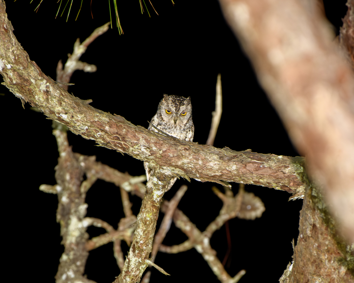 Oriental Scops-Owl, Lâm Đồng, Vietnam  Asia,Lâm Đồng,Oriental scops owl,Otus sunia,Vietnam,Vietnam 2025