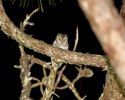 Oriental Scops-Owl, L&acirc;m Đồng, Vietnam  Asia,L&acirc;m Đồng,Oriental scops owl,Otus sunia,Vietnam,Vietnam 2025