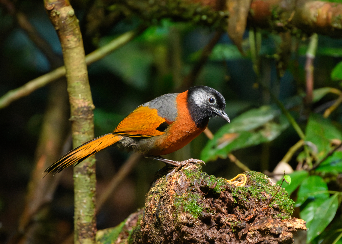 Collared Laughingthrush, Lâm Đồng, Vietnam Halloween-themed endemic to Vietnam. Asia,Collared laughingthrush,Lâm Đồng,Trochalopteron yersini,Vietnam,Vietnam 2025