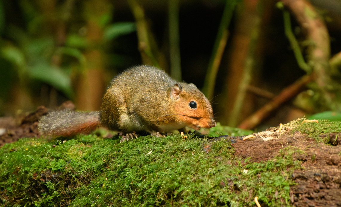 Dremomys rufigenis, Lâm Đồng, Vietnam  Asia,Asian Red-cheeked Squirrel,Dremomys rufigenis,Lâm Đồng,Vietnam,Vietnam 2025