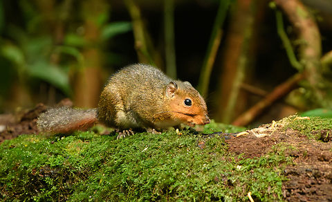 Dremomys rufigenis, Lâm Đồng, Vietnam  Asia,Asian Red-cheeked Squirrel,Dremomys rufigenis,Lâm Đồng,Vietnam,Vietnam 2025