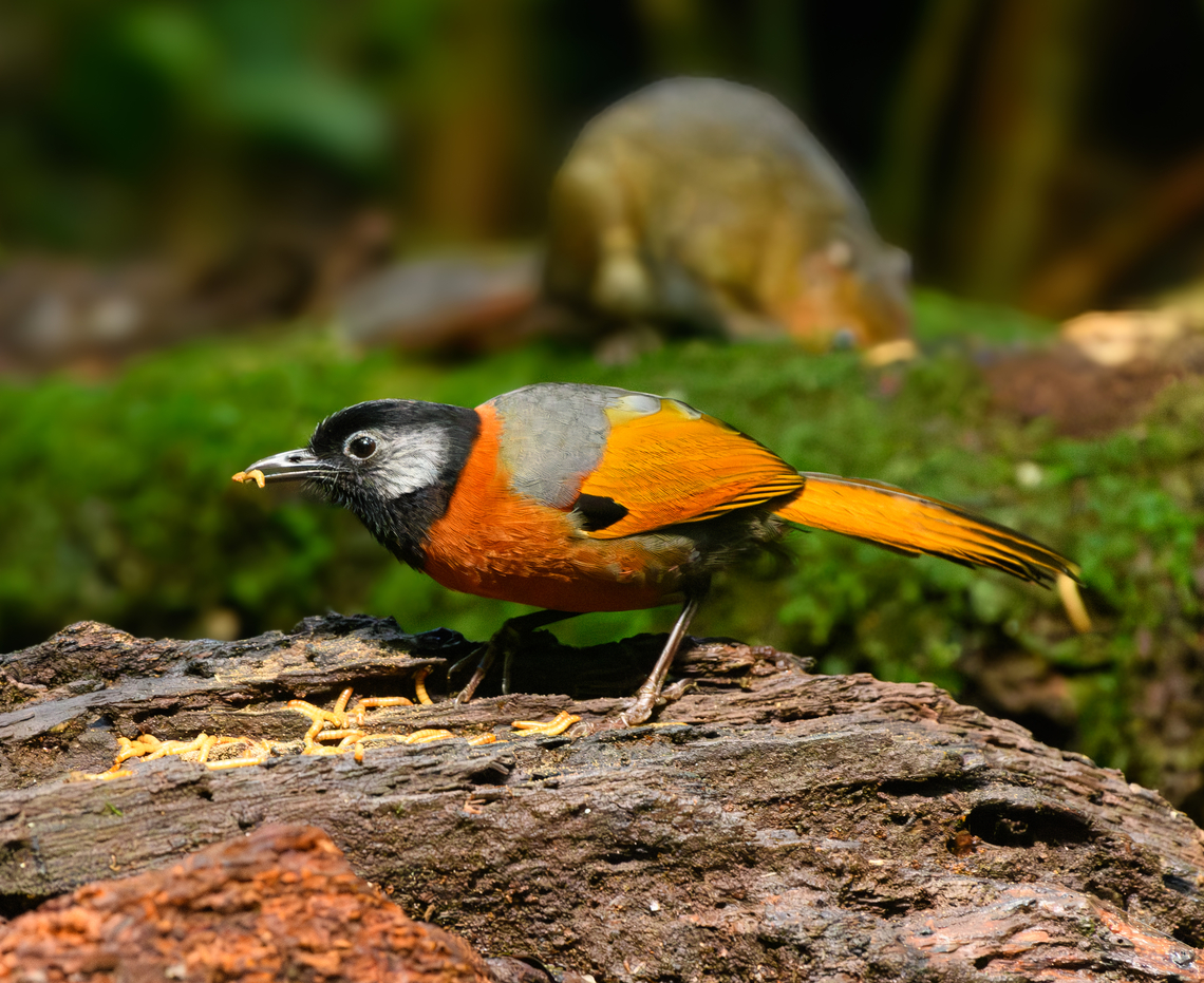 Collared Laughingthrush, L&acirc;m Đồng, Vietnam  Asia,Collared Laughingthrush,L&acirc;m Đồng,Trochalopteron yersini,Vietnam,Vietnam 2025