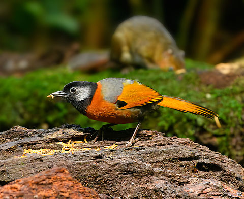 Collared Laughingthrush, Lâm Đồng, Vietnam  Asia,Collared Laughingthrush,Lâm Đồng,Trochalopteron yersini,Vietnam,Vietnam 2025