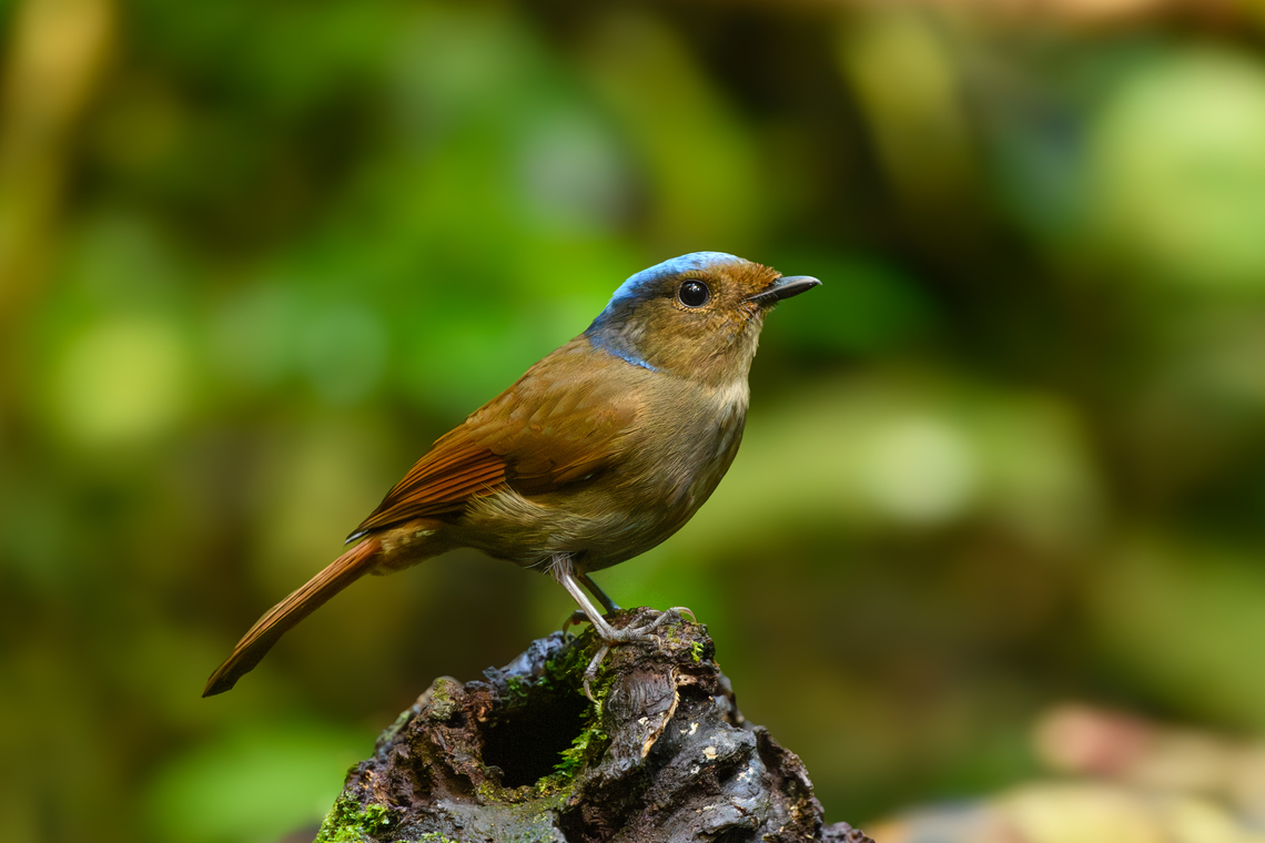 Large Niltava - female, Lâm Đồng, Vietnam <figure class="photo"><a href="https://www.jungledragon.com/image/171755/large_niltava_-_female_lm_ng_vietnam.html" title="Large Niltava - female, L&acirc;m Đồng, Vietnam"><img src="https://s3.amazonaws.com/media.jungledragon.com/images/2/171755_thumb.jpg?AWSAccessKeyId=05GMT0V3GWVNE7GGM1R2&Expires=1767225610&Signature=CisPkfHcqDizp4v8PIGD9u%2FSVl0%3D" width="200" height="134" alt="Large Niltava - female, L&acirc;m Đồng, Vietnam https://www.jungledragon.com/image/171755/large_niltava_-_female_lm_ng_vietnam.html<br />
https://www.jungledragon.com/image/171753/large_niltava_-_female_lm_ng_vietnam.html<br />
https://www.jungledragon.com/image/171752/large_niltava_-_female_lm_ng_vietnam.html<br />
https://www.jungledragon.com/image/171754/large_niltava_-_male_lm_ng_vietnam.html Asia,Large Niltava,L&acirc;m Đồng,Niltava grandis,Vietnam,Vietnam 2025" /></a></figure><br />
<figure class="photo"><a href="https://www.jungledragon.com/image/171753/large_niltava_-_female_lm_ng_vietnam.html" title="Large Niltava - female, L&acirc;m Đồng, Vietnam"><img src="https://s3.amazonaws.com/media.jungledragon.com/images/2/171753_thumb.jpg?AWSAccessKeyId=05GMT0V3GWVNE7GGM1R2&Expires=1767225610&Signature=HoXcfMQZUL4GEMtcKxfC669hVHw%3D" width="200" height="134" alt="Large Niltava - female, L&acirc;m Đồng, Vietnam https://www.jungledragon.com/image/171755/large_niltava_-_female_lm_ng_vietnam.html<br />
https://www.jungledragon.com/image/171753/large_niltava_-_female_lm_ng_vietnam.html<br />
https://www.jungledragon.com/image/171752/large_niltava_-_female_lm_ng_vietnam.html<br />
https://www.jungledragon.com/image/171754/large_niltava_-_male_lm_ng_vietnam.html Asia,Large Niltava,L&acirc;m Đồng,Niltava grandis,Vietnam,Vietnam 2025" /></a></figure><br />
<figure class="photo"><a href="https://www.jungledragon.com/image/171752/large_niltava_-_female_lm_ng_vietnam.html" title="Large Niltava - female, L&acirc;m Đồng, Vietnam"><img src="https://s3.amazonaws.com/media.jungledragon.com/images/2/171752_thumb.jpg?AWSAccessKeyId=05GMT0V3GWVNE7GGM1R2&Expires=1767225610&Signature=MTcGGZC6OrYnph1PHiSy%2Bo0zIMs%3D" width="200" height="134" alt="Large Niltava - female, L&acirc;m Đồng, Vietnam https://www.jungledragon.com/image/171755/large_niltava_-_female_lm_ng_vietnam.html<br />
https://www.jungledragon.com/image/171753/large_niltava_-_female_lm_ng_vietnam.html<br />
https://www.jungledragon.com/image/171752/large_niltava_-_female_lm_ng_vietnam.html<br />
https://www.jungledragon.com/image/171754/large_niltava_-_male_lm_ng_vietnam.html Asia,Large niltava,L&acirc;m Đồng,Niltava grandis,Vietnam,Vietnam 2025" /></a></figure><br />
<figure class="photo"><a href="https://www.jungledragon.com/image/171754/large_niltava_-_male_lm_ng_vietnam.html" title="Large Niltava - male, L&acirc;m Đồng, Vietnam"><img src="https://s3.amazonaws.com/media.jungledragon.com/images/2/171754_thumb.jpg?AWSAccessKeyId=05GMT0V3GWVNE7GGM1R2&Expires=1767225610&Signature=VFk8DiF88uqvcnowAgoTBXLI4%2Fc%3D" width="200" height="156" alt="Large Niltava - male, L&acirc;m Đồng, Vietnam https://www.jungledragon.com/image/171755/large_niltava_-_female_lm_ng_vietnam.html<br />
https://www.jungledragon.com/image/171753/large_niltava_-_female_lm_ng_vietnam.html<br />
https://www.jungledragon.com/image/171752/large_niltava_-_female_lm_ng_vietnam.html<br />
https://www.jungledragon.com/image/171754/large_niltava_-_male_lm_ng_vietnam.html Asia,Geotagged,Large Niltava,L&acirc;m Đồng,Niltava grandis,Spring,Vietnam,Vietnam 2025" /></a></figure> Asia,Large niltava,Lâm Đồng,Niltava grandis,Vietnam,Vietnam 2025