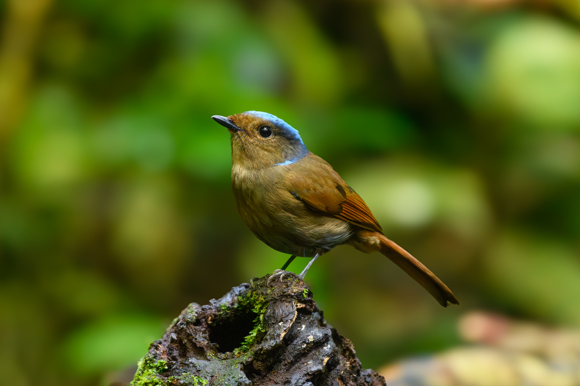 Large Niltava - female, Lâm Đồng, Vietnam <figure class="photo"><a href="https://www.jungledragon.com/image/171755/large_niltava_-_female_lm_ng_vietnam.html" title="Large Niltava - female, L&acirc;m Đồng, Vietnam"><img src="https://s3.amazonaws.com/media.jungledragon.com/images/2/171755_thumb.jpg?AWSAccessKeyId=05GMT0V3GWVNE7GGM1R2&Expires=1767225610&Signature=CisPkfHcqDizp4v8PIGD9u%2FSVl0%3D" width="200" height="134" alt="Large Niltava - female, L&acirc;m Đồng, Vietnam https://www.jungledragon.com/image/171755/large_niltava_-_female_lm_ng_vietnam.html<br />
https://www.jungledragon.com/image/171753/large_niltava_-_female_lm_ng_vietnam.html<br />
https://www.jungledragon.com/image/171752/large_niltava_-_female_lm_ng_vietnam.html<br />
https://www.jungledragon.com/image/171754/large_niltava_-_male_lm_ng_vietnam.html Asia,Large Niltava,L&acirc;m Đồng,Niltava grandis,Vietnam,Vietnam 2025" /></a></figure><br />
<figure class="photo"><a href="https://www.jungledragon.com/image/171753/large_niltava_-_female_lm_ng_vietnam.html" title="Large Niltava - female, L&acirc;m Đồng, Vietnam"><img src="https://s3.amazonaws.com/media.jungledragon.com/images/2/171753_thumb.jpg?AWSAccessKeyId=05GMT0V3GWVNE7GGM1R2&Expires=1767225610&Signature=HoXcfMQZUL4GEMtcKxfC669hVHw%3D" width="200" height="134" alt="Large Niltava - female, L&acirc;m Đồng, Vietnam https://www.jungledragon.com/image/171755/large_niltava_-_female_lm_ng_vietnam.html<br />
https://www.jungledragon.com/image/171753/large_niltava_-_female_lm_ng_vietnam.html<br />
https://www.jungledragon.com/image/171752/large_niltava_-_female_lm_ng_vietnam.html<br />
https://www.jungledragon.com/image/171754/large_niltava_-_male_lm_ng_vietnam.html Asia,Large Niltava,L&acirc;m Đồng,Niltava grandis,Vietnam,Vietnam 2025" /></a></figure><br />
<figure class="photo"><a href="https://www.jungledragon.com/image/171752/large_niltava_-_female_lm_ng_vietnam.html" title="Large Niltava - female, L&acirc;m Đồng, Vietnam"><img src="https://s3.amazonaws.com/media.jungledragon.com/images/2/171752_thumb.jpg?AWSAccessKeyId=05GMT0V3GWVNE7GGM1R2&Expires=1767225610&Signature=MTcGGZC6OrYnph1PHiSy%2Bo0zIMs%3D" width="200" height="134" alt="Large Niltava - female, L&acirc;m Đồng, Vietnam https://www.jungledragon.com/image/171755/large_niltava_-_female_lm_ng_vietnam.html<br />
https://www.jungledragon.com/image/171753/large_niltava_-_female_lm_ng_vietnam.html<br />
https://www.jungledragon.com/image/171752/large_niltava_-_female_lm_ng_vietnam.html<br />
https://www.jungledragon.com/image/171754/large_niltava_-_male_lm_ng_vietnam.html Asia,Large niltava,L&acirc;m Đồng,Niltava grandis,Vietnam,Vietnam 2025" /></a></figure><br />
<figure class="photo"><a href="https://www.jungledragon.com/image/171754/large_niltava_-_male_lm_ng_vietnam.html" title="Large Niltava - male, L&acirc;m Đồng, Vietnam"><img src="https://s3.amazonaws.com/media.jungledragon.com/images/2/171754_thumb.jpg?AWSAccessKeyId=05GMT0V3GWVNE7GGM1R2&Expires=1767225610&Signature=VFk8DiF88uqvcnowAgoTBXLI4%2Fc%3D" width="200" height="156" alt="Large Niltava - male, L&acirc;m Đồng, Vietnam https://www.jungledragon.com/image/171755/large_niltava_-_female_lm_ng_vietnam.html<br />
https://www.jungledragon.com/image/171753/large_niltava_-_female_lm_ng_vietnam.html<br />
https://www.jungledragon.com/image/171752/large_niltava_-_female_lm_ng_vietnam.html<br />
https://www.jungledragon.com/image/171754/large_niltava_-_male_lm_ng_vietnam.html Asia,Geotagged,Large Niltava,L&acirc;m Đồng,Niltava grandis,Spring,Vietnam,Vietnam 2025" /></a></figure> Asia,Large Niltava,Lâm Đồng,Niltava grandis,Vietnam,Vietnam 2025
