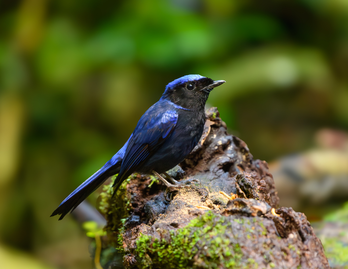 Large Niltava - male, L&acirc;m Đồng, Vietnam <figure class="photo"><a href="https://www.jungledragon.com/image/171755/large_niltava_-_female_lm_ng_vietnam.html" title="Large Niltava - female, L&acirc;m Đồng, Vietnam"><img src="https://s3.amazonaws.com/media.jungledragon.com/images/2/171755_thumb.jpg?AWSAccessKeyId=05GMT0V3GWVNE7GGM1R2&Expires=1770854410&Signature=LxlcPjqpTdIOv4O1jzC2b0YaA40%3D" width="200" height="134" alt="Large Niltava - female, L&acirc;m Đồng, Vietnam https://www.jungledragon.com/image/171755/large_niltava_-_female_lm_ng_vietnam.html<br />
https://www.jungledragon.com/image/171753/large_niltava_-_female_lm_ng_vietnam.html<br />
https://www.jungledragon.com/image/171752/large_niltava_-_female_lm_ng_vietnam.html<br />
https://www.jungledragon.com/image/171754/large_niltava_-_male_lm_ng_vietnam.html Asia,Large Niltava,L&acirc;m Đồng,Niltava grandis,Vietnam,Vietnam 2025" /></a></figure><br />
<figure class="photo"><a href="https://www.jungledragon.com/image/171753/large_niltava_-_female_lm_ng_vietnam.html" title="Large Niltava - female, L&acirc;m Đồng, Vietnam"><img src="https://s3.amazonaws.com/media.jungledragon.com/images/2/171753_thumb.jpg?AWSAccessKeyId=05GMT0V3GWVNE7GGM1R2&Expires=1770854410&Signature=VpxWVMxFWXKbYs%2FUsRWT45kN3%2Fo%3D" width="200" height="134" alt="Large Niltava - female, L&acirc;m Đồng, Vietnam https://www.jungledragon.com/image/171755/large_niltava_-_female_lm_ng_vietnam.html<br />
https://www.jungledragon.com/image/171753/large_niltava_-_female_lm_ng_vietnam.html<br />
https://www.jungledragon.com/image/171752/large_niltava_-_female_lm_ng_vietnam.html<br />
https://www.jungledragon.com/image/171754/large_niltava_-_male_lm_ng_vietnam.html Asia,Large Niltava,L&acirc;m Đồng,Niltava grandis,Vietnam,Vietnam 2025" /></a></figure><br />
<figure class="photo"><a href="https://www.jungledragon.com/image/171752/large_niltava_-_female_lm_ng_vietnam.html" title="Large Niltava - female, L&acirc;m Đồng, Vietnam"><img src="https://s3.amazonaws.com/media.jungledragon.com/images/2/171752_thumb.jpg?AWSAccessKeyId=05GMT0V3GWVNE7GGM1R2&Expires=1770854410&Signature=%2B%2FJImXmwchbDTiceZiZb6hHlYeo%3D" width="200" height="134" alt="Large Niltava - female, L&acirc;m Đồng, Vietnam https://www.jungledragon.com/image/171755/large_niltava_-_female_lm_ng_vietnam.html<br />
https://www.jungledragon.com/image/171753/large_niltava_-_female_lm_ng_vietnam.html<br />
https://www.jungledragon.com/image/171752/large_niltava_-_female_lm_ng_vietnam.html<br />
https://www.jungledragon.com/image/171754/large_niltava_-_male_lm_ng_vietnam.html Asia,Large niltava,L&acirc;m Đồng,Niltava grandis,Vietnam,Vietnam 2025" /></a></figure><br />
<figure class="photo"><a href="https://www.jungledragon.com/image/171754/large_niltava_-_male_lm_ng_vietnam.html" title="Large Niltava - male, L&acirc;m Đồng, Vietnam"><img src="https://s3.amazonaws.com/media.jungledragon.com/images/2/171754_thumb.jpg?AWSAccessKeyId=05GMT0V3GWVNE7GGM1R2&Expires=1770854410&Signature=RzVmNL8Q3bMAKqkX2UicOdJFydA%3D" width="200" height="156" alt="Large Niltava - male, L&acirc;m Đồng, Vietnam https://www.jungledragon.com/image/171755/large_niltava_-_female_lm_ng_vietnam.html<br />
https://www.jungledragon.com/image/171753/large_niltava_-_female_lm_ng_vietnam.html<br />
https://www.jungledragon.com/image/171752/large_niltava_-_female_lm_ng_vietnam.html<br />
https://www.jungledragon.com/image/171754/large_niltava_-_male_lm_ng_vietnam.html Asia,Geotagged,Large Niltava,L&acirc;m Đồng,Niltava grandis,Spring,Vietnam,Vietnam 2025" /></a></figure> Asia,Geotagged,Large Niltava,L&acirc;m Đồng,Niltava grandis,Spring,Vietnam,Vietnam 2025
