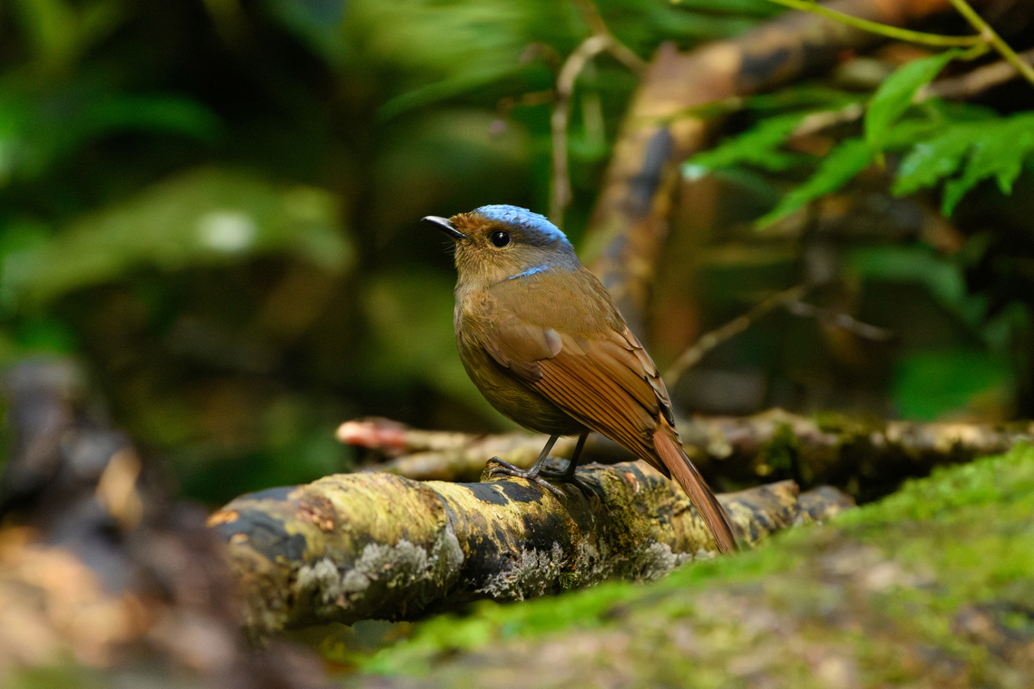 Large Niltava - female, Lâm Đồng, Vietnam <figure class="photo"><a href="https://www.jungledragon.com/image/171755/large_niltava_-_female_lm_ng_vietnam.html" title="Large Niltava - female, L&acirc;m Đồng, Vietnam"><img src="https://s3.amazonaws.com/media.jungledragon.com/images/2/171755_thumb.jpg?AWSAccessKeyId=05GMT0V3GWVNE7GGM1R2&Expires=1767225610&Signature=CisPkfHcqDizp4v8PIGD9u%2FSVl0%3D" width="200" height="134" alt="Large Niltava - female, L&acirc;m Đồng, Vietnam https://www.jungledragon.com/image/171755/large_niltava_-_female_lm_ng_vietnam.html<br />
https://www.jungledragon.com/image/171753/large_niltava_-_female_lm_ng_vietnam.html<br />
https://www.jungledragon.com/image/171752/large_niltava_-_female_lm_ng_vietnam.html<br />
https://www.jungledragon.com/image/171754/large_niltava_-_male_lm_ng_vietnam.html Asia,Large Niltava,L&acirc;m Đồng,Niltava grandis,Vietnam,Vietnam 2025" /></a></figure><br />
<figure class="photo"><a href="https://www.jungledragon.com/image/171753/large_niltava_-_female_lm_ng_vietnam.html" title="Large Niltava - female, L&acirc;m Đồng, Vietnam"><img src="https://s3.amazonaws.com/media.jungledragon.com/images/2/171753_thumb.jpg?AWSAccessKeyId=05GMT0V3GWVNE7GGM1R2&Expires=1767225610&Signature=HoXcfMQZUL4GEMtcKxfC669hVHw%3D" width="200" height="134" alt="Large Niltava - female, L&acirc;m Đồng, Vietnam https://www.jungledragon.com/image/171755/large_niltava_-_female_lm_ng_vietnam.html<br />
https://www.jungledragon.com/image/171753/large_niltava_-_female_lm_ng_vietnam.html<br />
https://www.jungledragon.com/image/171752/large_niltava_-_female_lm_ng_vietnam.html<br />
https://www.jungledragon.com/image/171754/large_niltava_-_male_lm_ng_vietnam.html Asia,Large Niltava,L&acirc;m Đồng,Niltava grandis,Vietnam,Vietnam 2025" /></a></figure><br />
<figure class="photo"><a href="https://www.jungledragon.com/image/171752/large_niltava_-_female_lm_ng_vietnam.html" title="Large Niltava - female, L&acirc;m Đồng, Vietnam"><img src="https://s3.amazonaws.com/media.jungledragon.com/images/2/171752_thumb.jpg?AWSAccessKeyId=05GMT0V3GWVNE7GGM1R2&Expires=1767225610&Signature=MTcGGZC6OrYnph1PHiSy%2Bo0zIMs%3D" width="200" height="134" alt="Large Niltava - female, L&acirc;m Đồng, Vietnam https://www.jungledragon.com/image/171755/large_niltava_-_female_lm_ng_vietnam.html<br />
https://www.jungledragon.com/image/171753/large_niltava_-_female_lm_ng_vietnam.html<br />
https://www.jungledragon.com/image/171752/large_niltava_-_female_lm_ng_vietnam.html<br />
https://www.jungledragon.com/image/171754/large_niltava_-_male_lm_ng_vietnam.html Asia,Large niltava,L&acirc;m Đồng,Niltava grandis,Vietnam,Vietnam 2025" /></a></figure><br />
<figure class="photo"><a href="https://www.jungledragon.com/image/171754/large_niltava_-_male_lm_ng_vietnam.html" title="Large Niltava - male, L&acirc;m Đồng, Vietnam"><img src="https://s3.amazonaws.com/media.jungledragon.com/images/2/171754_thumb.jpg?AWSAccessKeyId=05GMT0V3GWVNE7GGM1R2&Expires=1767225610&Signature=VFk8DiF88uqvcnowAgoTBXLI4%2Fc%3D" width="200" height="156" alt="Large Niltava - male, L&acirc;m Đồng, Vietnam https://www.jungledragon.com/image/171755/large_niltava_-_female_lm_ng_vietnam.html<br />
https://www.jungledragon.com/image/171753/large_niltava_-_female_lm_ng_vietnam.html<br />
https://www.jungledragon.com/image/171752/large_niltava_-_female_lm_ng_vietnam.html<br />
https://www.jungledragon.com/image/171754/large_niltava_-_male_lm_ng_vietnam.html Asia,Geotagged,Large Niltava,L&acirc;m Đồng,Niltava grandis,Spring,Vietnam,Vietnam 2025" /></a></figure> Asia,Large Niltava,Lâm Đồng,Niltava grandis,Vietnam,Vietnam 2025