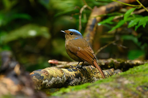 Large Niltava - female, Lâm Đồng, Vietnam https://www.jungledragon.com/image/171755/large_niltava_-_female_lm_ng_vietnam.html
https://www.jungledragon.com/image/171753/large_niltava_-_female_lm_ng_vietnam.html
https://www.jungledragon.com/image/171752/large_niltava_-_female_lm_ng_vietnam.html
https://www.jungledragon.com/image/171754/large_niltava_-_male_lm_ng_vietnam.html Asia,Large Niltava,Lâm Đồng,Niltava grandis,Vietnam,Vietnam 2025