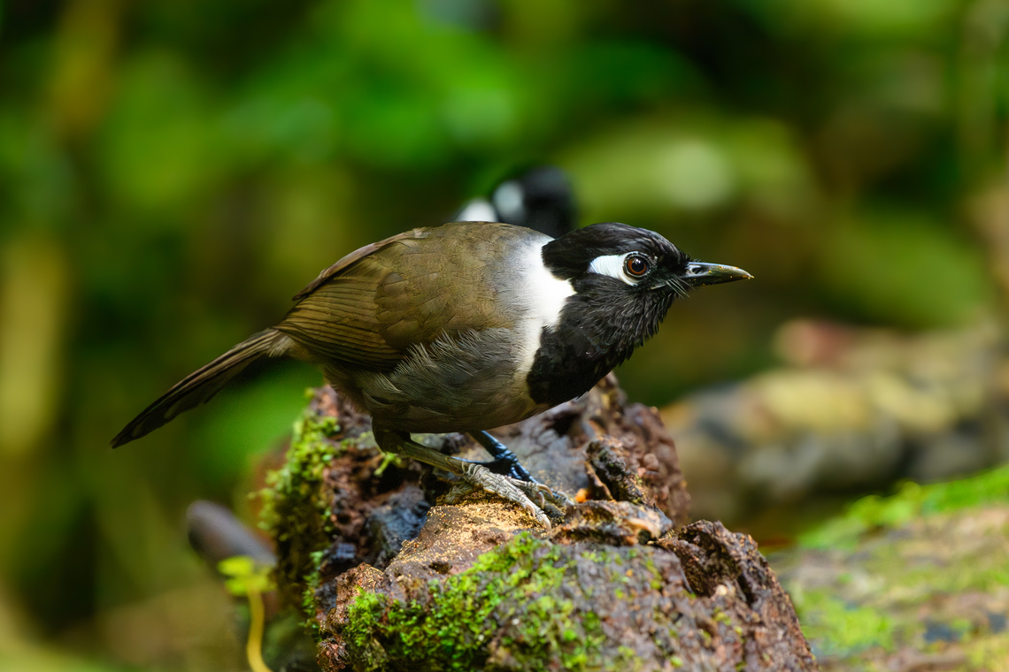 Black-hooded Laughingthrush, Lâm Đồng, Vietnam <figure class="photo"><a href="https://www.jungledragon.com/image/171758/black-hooded_laughingthrush_lm_ng_vietnam.html" title="Black-hooded Laughingthrush, L&acirc;m Đồng, Vietnam"><img src="https://s3.amazonaws.com/media.jungledragon.com/images/2/171758_thumb.jpg?AWSAccessKeyId=05GMT0V3GWVNE7GGM1R2&Expires=1765411210&Signature=rKlicEtRDMXnaKbvLUIazUL8bes%3D" width="200" height="168" alt="Black-hooded Laughingthrush, L&acirc;m Đồng, Vietnam https://www.jungledragon.com/image/171756/black-hooded_laughingthrush_lm_ng_vietnam.html Asia,Black-hooded Laughingthrush,Garrulax milleti,L&acirc;m Đồng,Vietnam,Vietnam 2025" /></a></figure> Asia,Black-hooded laughingthrush,Garrulax milleti,Geotagged,Lâm Đồng,Spring,Vietnam,Vietnam 2025