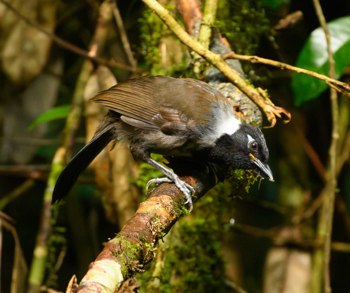 Black-hooded Laughingthrush, L&acirc;m Đồng, Vietnam <figure class="photo"><a href="https://www.jungledragon.com/image/171756/black-hooded_laughingthrush_lm_ng_vietnam.html" title="Black-hooded Laughingthrush, L&acirc;m Đồng, Vietnam"><img src="https://s3.amazonaws.com/media.jungledragon.com/images/2/171756_thumb.jpg?AWSAccessKeyId=05GMT0V3GWVNE7GGM1R2&Expires=1770854410&Signature=zfDHnwxtR7CbwK%2FRSUJ2cka8Liw%3D" width="200" height="134" alt="Black-hooded Laughingthrush, L&acirc;m Đồng, Vietnam https://www.jungledragon.com/image/171758/black-hooded_laughingthrush_lm_ng_vietnam.html Asia,Black-hooded laughingthrush,Garrulax milleti,Geotagged,L&acirc;m Đồng,Spring,Vietnam,Vietnam 2025" /></a></figure> Asia,Black-hooded Laughingthrush,Garrulax milleti,L&acirc;m Đồng,Vietnam,Vietnam 2025