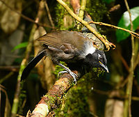 Black-hooded Laughingthrush, L&acirc;m Đồng, Vietnam https://www.jungledragon.com/image/171756/black-hooded_laughingthrush_lm_ng_vietnam.html Asia,Black-hooded Laughingthrush,Garrulax milleti,L&acirc;m Đồng,Vietnam,Vietnam 2025