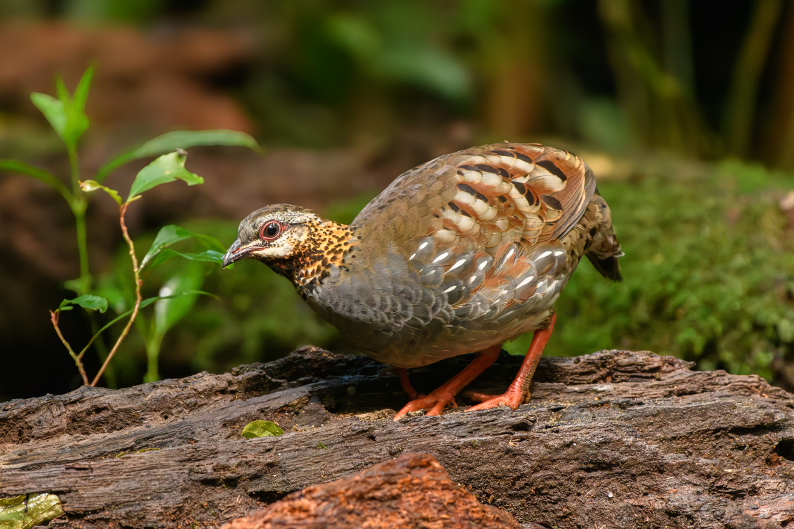Rufous-throated Partridge, Lâm Đồng, Vietnam  Arborophila rufogularis,Asia,Geotagged,Lâm Đồng,Rufous-throated partridge,Spring,Vietnam,Vietnam 2025
