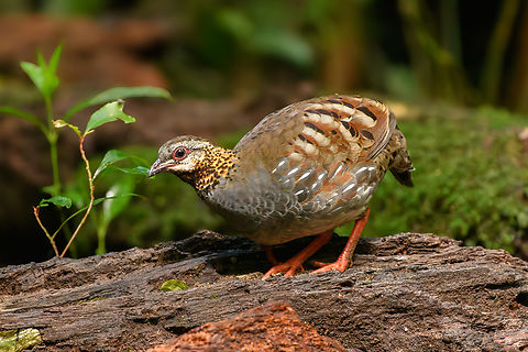 Rufous-throated Partridge, L&acirc;m Đồng, Vietnam  Arborophila rufogularis,Asia,Geotagged,L&acirc;m Đồng,Rufous-throated partridge,Spring,Vietnam,Vietnam 2025