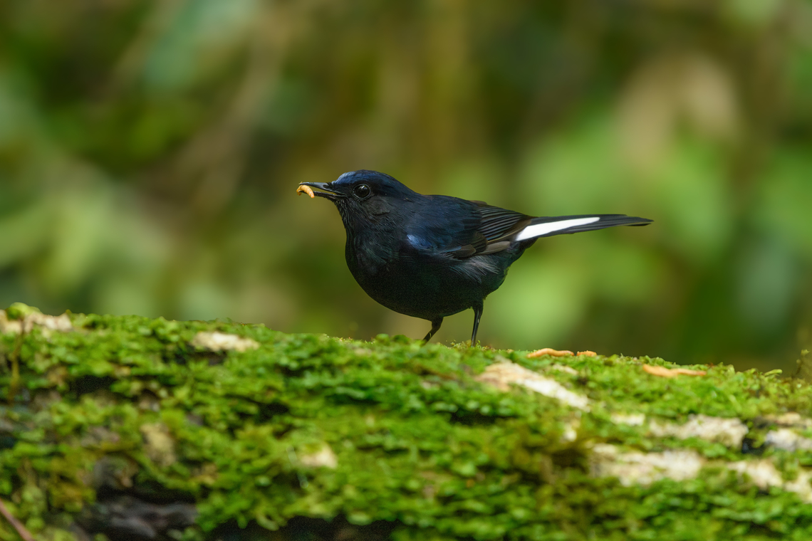 White-tailed Robin, L&acirc;m Đồng, Vietnam  Asia,Cinclidium leucurum,Geotagged,L&acirc;m Đồng,Spring,Vietnam,Vietnam 2025,White-tailed robin