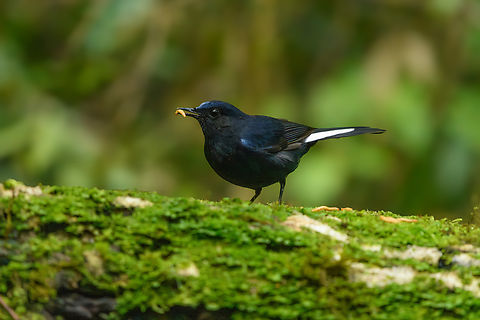 White-tailed Robin, L&acirc;m Đồng, Vietnam  Asia,Cinclidium leucurum,Geotagged,L&acirc;m Đồng,Spring,Vietnam,Vietnam 2025,White-tailed robin