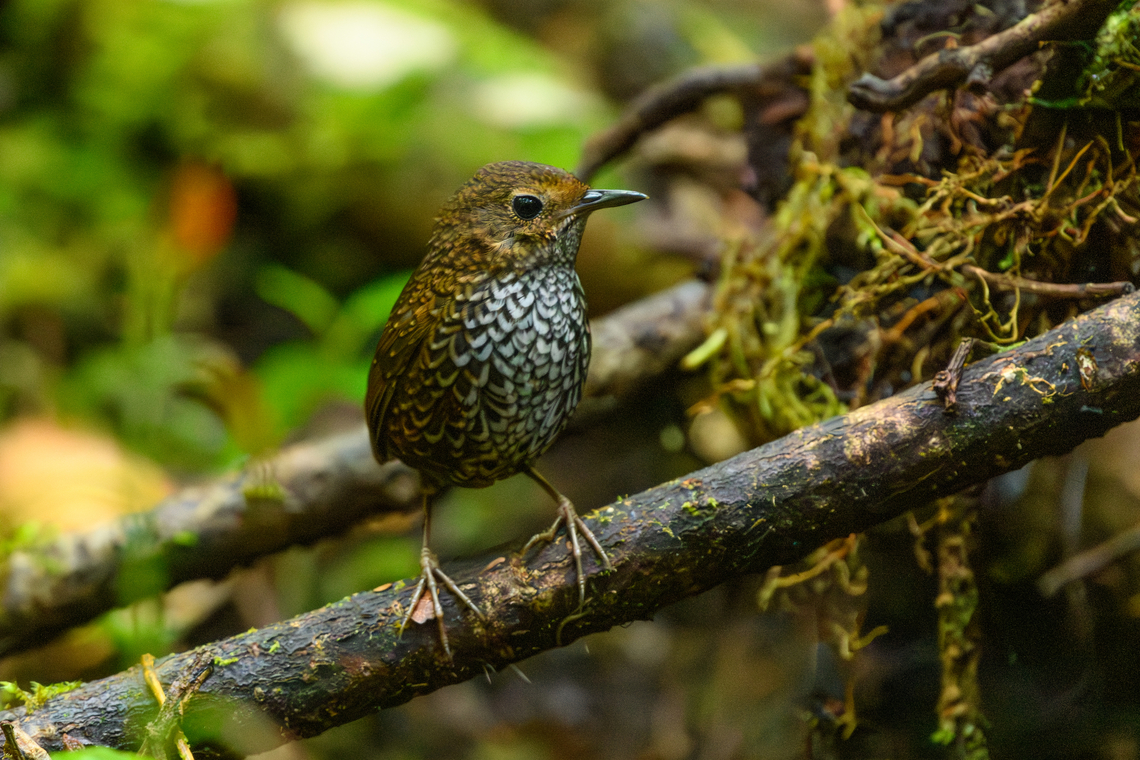 Pygmy Cupwing, Lâm Đồng, Vietnam Described as a &quot;tiny tennis ball on chop sticks&quot;. Difficult to photograph even from a hide as they rocket from one place to the other and only freeze for about a second at best. Got lucky with a spray and pray approach.<br />
<figure class="photo"><a href="https://www.jungledragon.com/image/171762/pygmy_cupwing_lm_ng_vietnam.html" title="Pygmy Cupwing, L&acirc;m Đồng, Vietnam"><img src="https://s3.amazonaws.com/media.jungledragon.com/images/2/171762_thumb.jpg?AWSAccessKeyId=05GMT0V3GWVNE7GGM1R2&Expires=1765411210&Signature=7S1zM6Ay8KAUYrf5K9TN%2BqEXGjQ%3D" width="200" height="134" alt="Pygmy Cupwing, L&acirc;m Đồng, Vietnam Described as a &quot;tiny tennis ball on chop sticks&quot;. Difficult to photograph even from a hide as they rocket from one place to the other and only freeze for about a second at best. Got lucky with a spray and pray approach.<br />
https://www.jungledragon.com/image/171761/pygmy_cupwing_lm_ng_vietnam.html Asia,L&acirc;m Đồng,Pnoepyga pusilla,Pygmy cupwing,Vietnam,Vietnam 2025" /></a></figure> Asia,Lâm Đồng,Pnoepyga pusilla,Pygmy Cupwing,Vietnam,Vietnam 2025