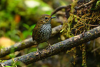 Pygmy Cupwing, L&acirc;m Đồng, Vietnam Described as a "tiny tennis ball on chop sticks". Difficult to photograph even from a hide as they rocket from one place to the other and only freeze for about a second at best. Got lucky with a spray and pray approach.<br />
https://www.jungledragon.com/image/171762/pygmy_cupwing_lm_ng_vietnam.html Asia,L&acirc;m Đồng,Pnoepyga pusilla,Pygmy Cupwing,Vietnam,Vietnam 2025