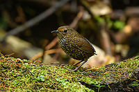 Pygmy Cupwing, Lâm Đồng, Vietnam Described as a "tiny tennis ball on chop sticks". Difficult to photograph even from a hide as they rocket from one place to the other and only freeze for about a second at best. Got lucky with a spray and pray approach.<br />
https://www.jungledragon.com/image/171761/pygmy_cupwing_lm_ng_vietnam.html Asia,Lâm Đồng,Pnoepyga pusilla,Pygmy cupwing,Vietnam,Vietnam 2025