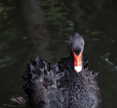 Black Swan, Epe Zoo  Black Swan,Cygnus atratus,Epe,Europe,Netherlands,Wissel