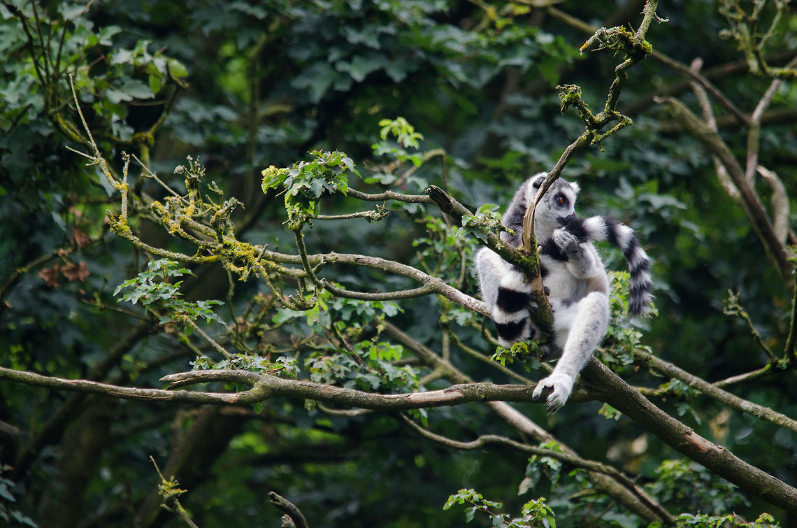 Ring-tailed lemur sniffing tail, Epe Zoo  Epe,Europe,Geotagged,Lemur catta,Netherlands,Ring-tailed lemur,The Netherlands,Wissel