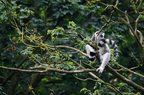 Ring-tailed lemur sniffing tail, Epe Zoo  Epe,Europe,Geotagged,Lemur catta,Netherlands,Ring-tailed lemur,The Netherlands,Wissel