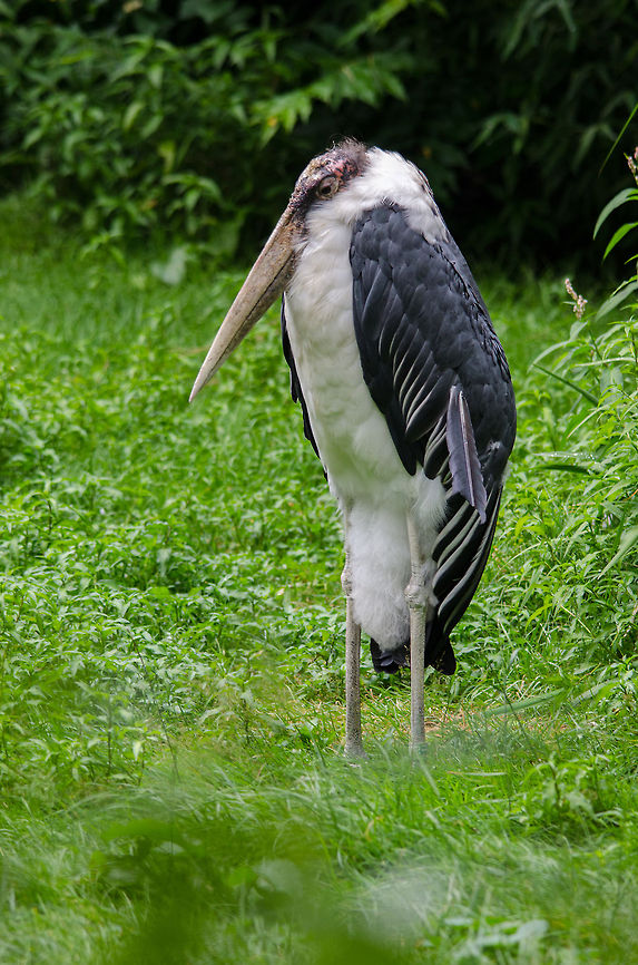 Chilly Marabou Stork, Epe Zoo I feel double sorry for this animal. Not only is it a Marabou Stork, it is also situated in the chilly Netherlands. Epe,Europe,Geotagged,Leptoptilos crumeniferus,Marabou Stork,Netherlands,The Netherlands,Wissel