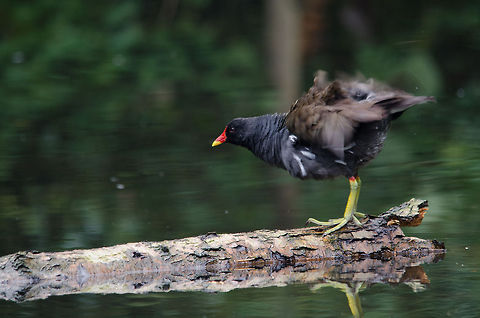 Rocket Moorhen, Epe Zoo  Common Moorhen,Epe,Europe,Gallinula chloropus,Geotagged,Netherlands,The Netherlands,Wissel