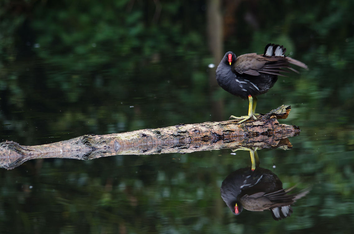 Double common Moorhen, Epe Zoo  Common Moorhen,Epe,Europe,Gallinula chloropus,Geotagged,Netherlands,The Netherlands,Wissel