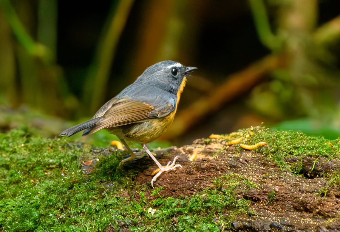 Snowy-browed Flycatcher, Lâm Đồng, Vietnam  Asia,Ficedula hyperythra,Lâm Đồng,Snowy-browed flycatcher,Vietnam,Vietnam 2025