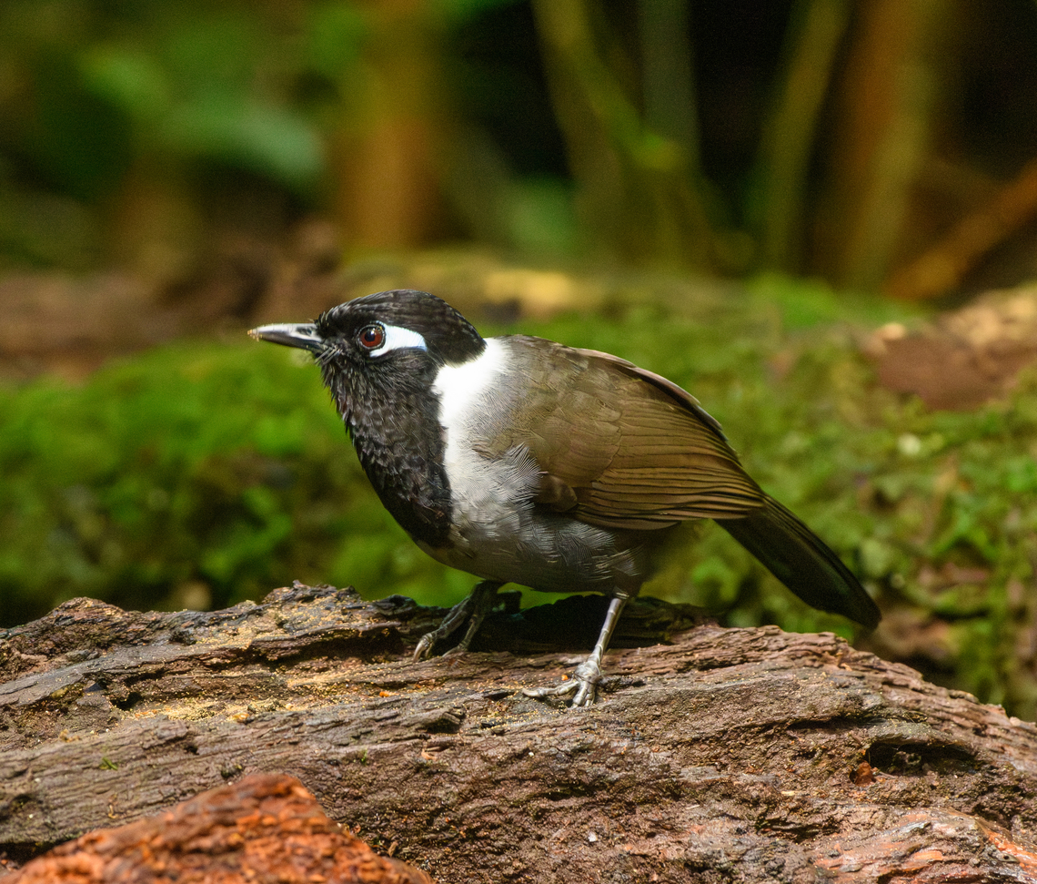 Black-hooded Laughingthrush, Lâm Đồng, Vietnam  Asia,Black-hooded Laughingthrush,Garrulax milleti,Geotagged,Lâm Đồng,Spring,Vietnam,Vietnam 2025