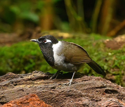 Black-hooded Laughingthrush, Lâm Đồng, Vietnam  Asia,Black-hooded Laughingthrush,Garrulax milleti,Geotagged,Lâm Đồng,Spring,Vietnam,Vietnam 2025