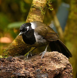 Black-hooded Laughingthrush, Lâm Đồng, Vietnam  Asia,Black-hooded Laughingthrush,Garrulax milleti,Geotagged,Lâm Đồng,Spring,Vietnam,Vietnam 2025