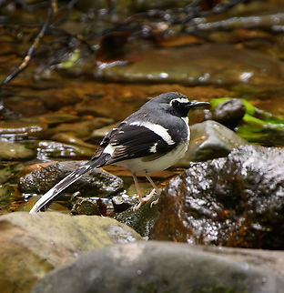 Slaty-backed Forktail, L&acirc;m Đồng, Vietnam  Asia,Enicurus schistaceus,Geotagged,L&acirc;m Đồng,Spring,Vietnam,Vietnam 2025,slaty backed forktail