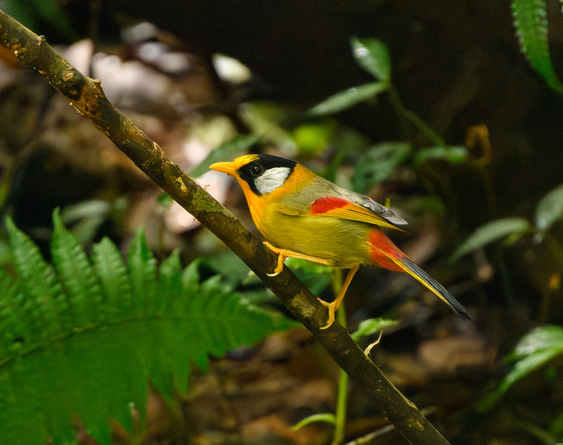 Silver-eared Mesia, Lâm Đồng, Vietnam  Asia,Geotagged,Leiothrix argentauris,Lâm Đồng,Silver-eared mesia,Spring,Vietnam,Vietnam 2025