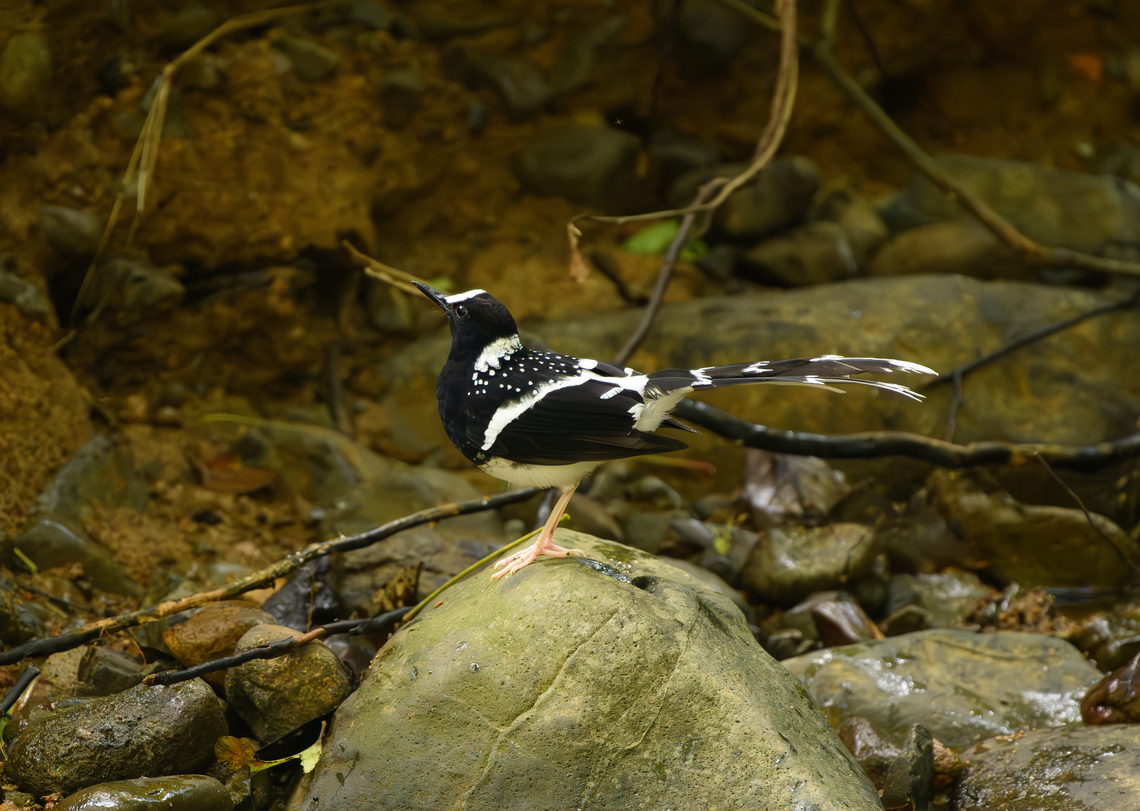 Spotted Forktail, Lâm Đồng, Vietnam  Asia,Enicurus maculatus,Geotagged,Lâm Đồng,Spring,Vietnam,Vietnam 2025,spotted forktail
