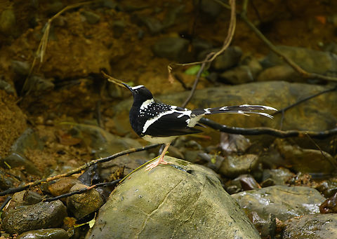 Spotted Forktail, Lâm Đồng, Vietnam  Asia,Enicurus maculatus,Geotagged,Lâm Đồng,Spring,Vietnam,Vietnam 2025,spotted forktail