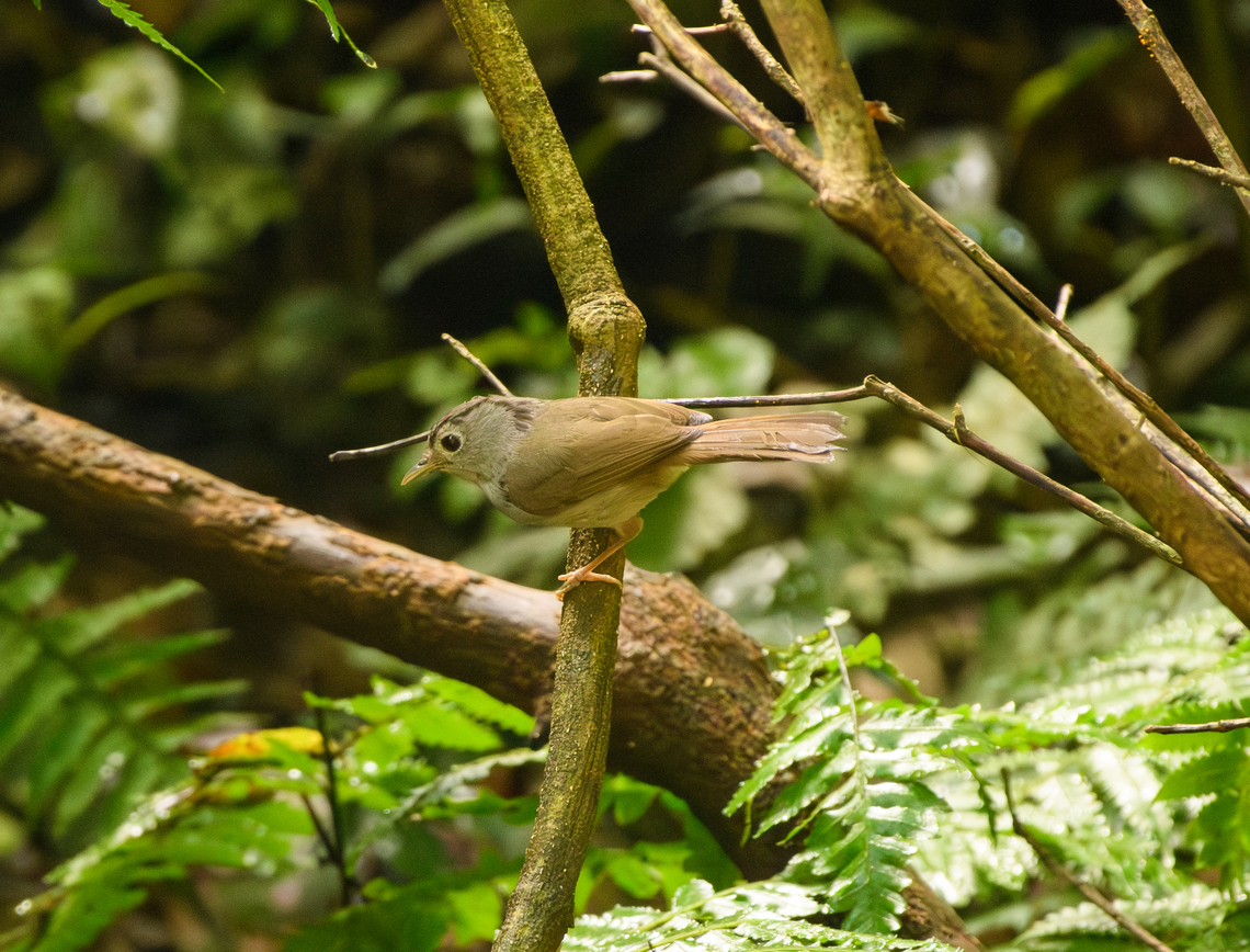 Mountain Fulvetta, Lâm Đồng, Vietnam  Alcippe peracensis,Asia,Geotagged,Lâm Đồng,Mountain fulvetta,Spring,Vietnam,Vietnam 2025