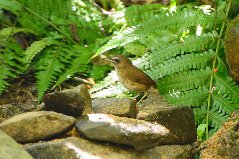 Lesser Shortwing, Lâm Đồng, Vietnam  Asia,Brachypteryx leucophris,Geotagged,Lesser shortwing,Lâm Đồng,Spring,Vietnam,Vietnam 2025