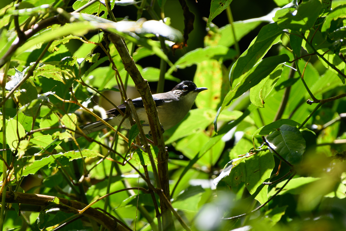 Black-headed Sibia, L&acirc;m Đồng, Vietnam  Asia,Heterophasia desgodinsi,L&acirc;m Đồng,Vietnam,Vietnam 2025,black-headed sibia