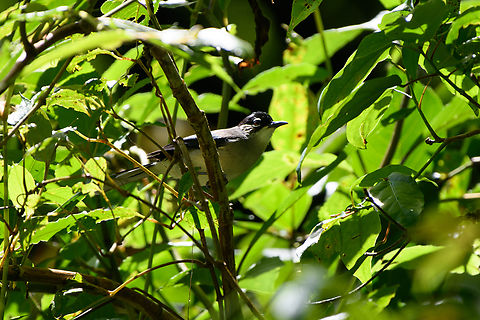 Black-headed Sibia